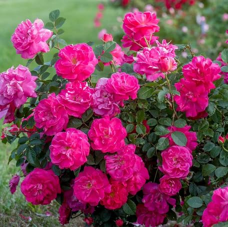 pink climbing flower seeds