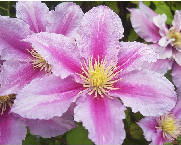 Semillas de flores de Clematis mixtas – Herencia, sin OGM, alta germinación, semillas de jardín orgánicas para sembrar