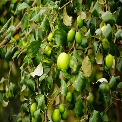 Jujube Fruit Seeds – Heirloom, Non-GMO, High Germination Organic Garden Seeds