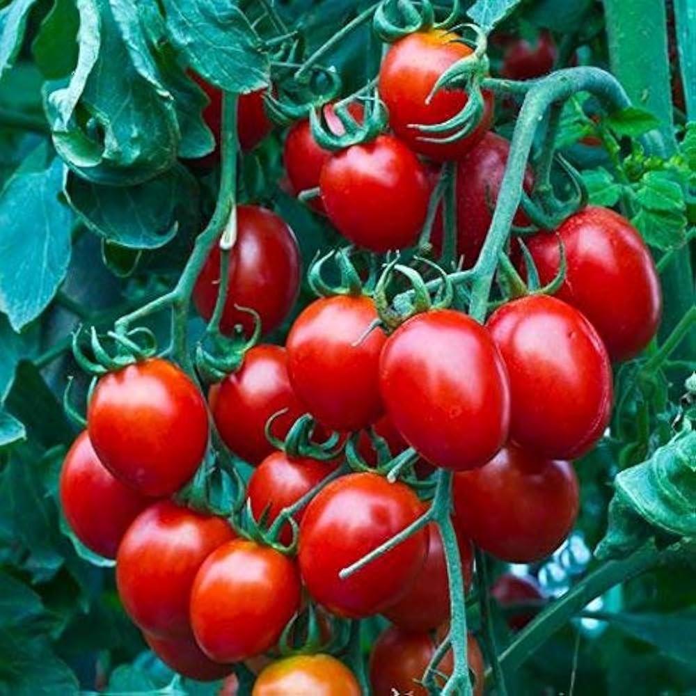 cherry tomatoes flower seeds