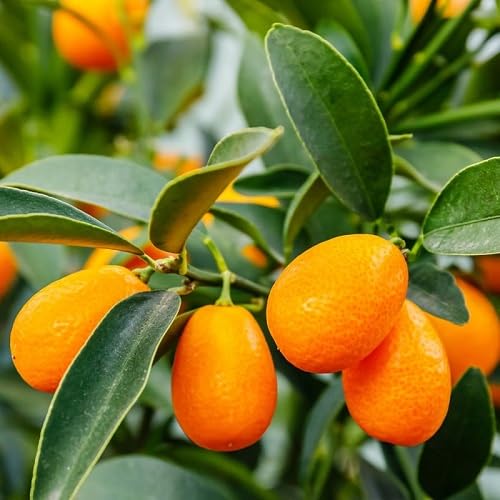 Kumquat Seeds – Heirloom, Non-GMO, High Germination Organic Garden Seeds