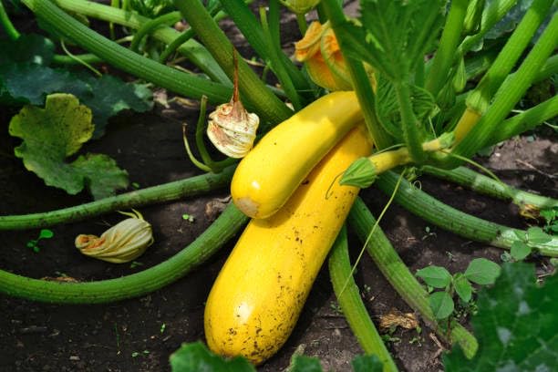 zuccini heirloom non-gmo seeds