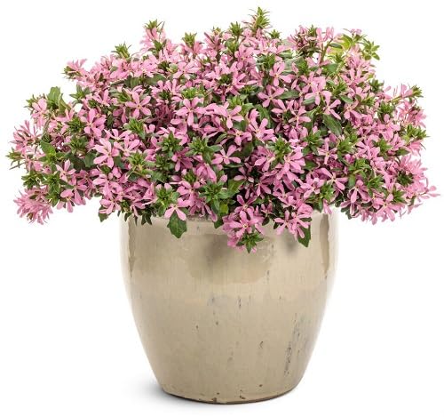 Pink Lobelia Erinus Flower Seeds Heirloom Non-GMO High Germination Organic Garden Seeds for Planting