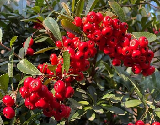 Red Russelia Equisetiformis Flower Seeds – Heirloom, Non-GMO, High Germination Organic Garden Seeds for Planting