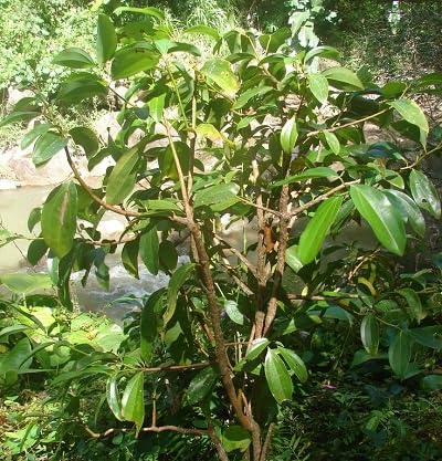 Green Cardamom Green Seed Heirloom Non-GMO High Germination Organic Garden Seeds for Planting