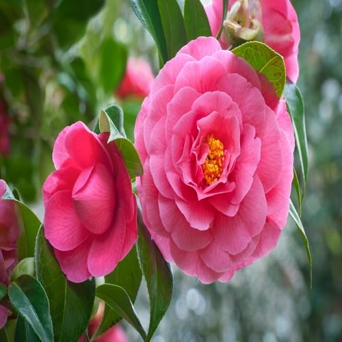 pinkcamelliaflowerheirloomnongmo flower seeds