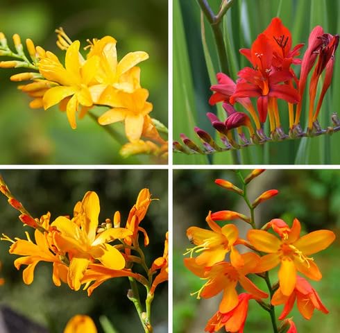 mixedcrocosmiaflowerheirloomnongmo flower seeds