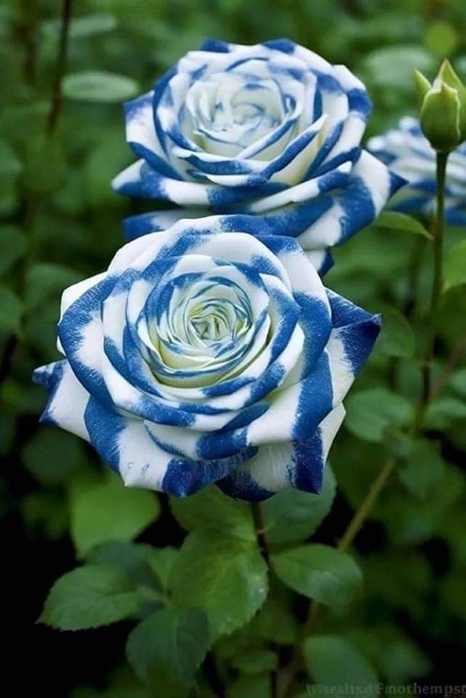 european rose flower seeds