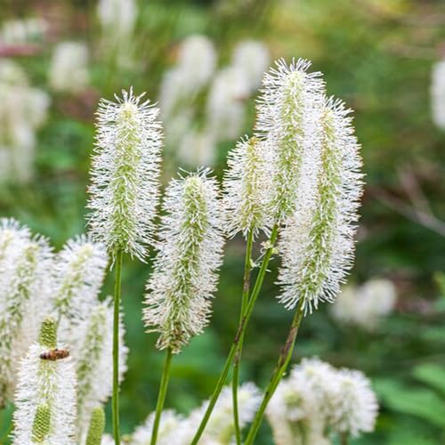 White Sanguisorba Flower Seeds for Planting – Heirloom, Non-GMO, High Germination