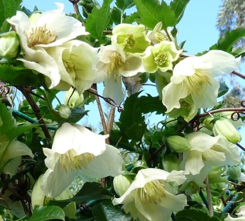White Cirrhosa Flower Seeds – Heirloom, Non-GMO, High Germination Organic Garden Seeds for Planting