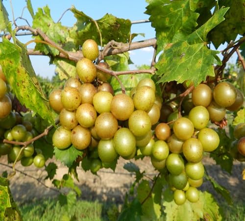 Muscadine Seeds – Heirloom, Non-GMO, High Germination Organic Garden Seeds