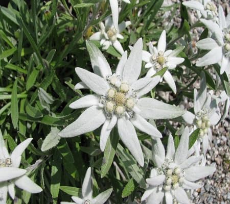 Edelweiss Alpine Flower Seeds Heirloom Non-GMO High Germination Organic Garden Seeds for Planting