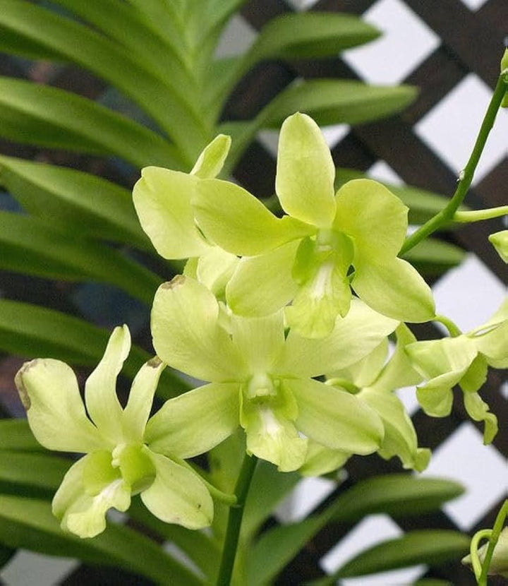 Giant Orchid Flower Seeds Green – Heirloom, Non-GMO, High Germination Seeds