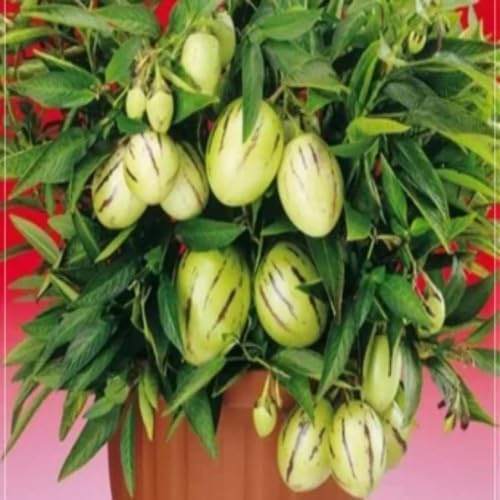 Green Ginseng Melon Seeds – Heirloom, Non-GMO, High Germination Organic Garden Seeds