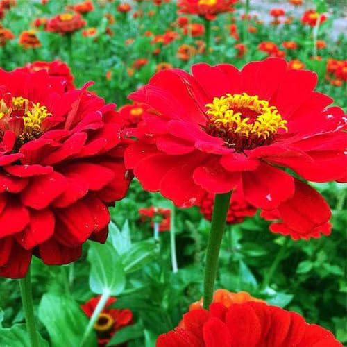 Red Zinnia Flower Seeds – Heirloom Non-GMO High Germination Organic Garden Seeds
