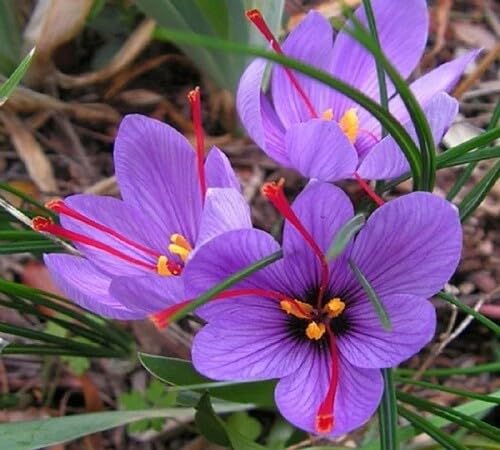 Violet Saffron Crocus Flower Seeds – Heirloom Non-GMO High Germination Organic Garden Seeds for Planting