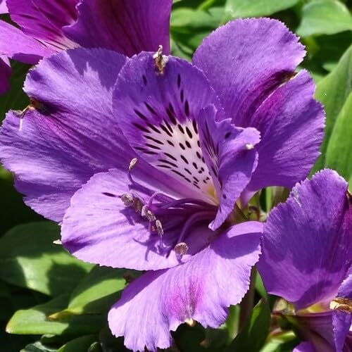 Purple Alstromeria Flower Seeds Heirloom Non-GMO High Germination Organic Garden Seeds for Planting