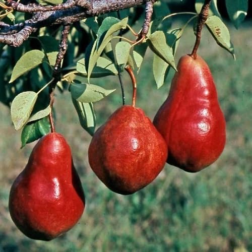Pear Seeds – Heirloom, Non-GMO, High Germination Organic Garden Seeds