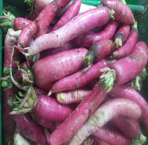 Pink Yacon Seeds for Planting – Heirloom Non-GMO Organic Garden Seeds High Germination Root Vegetable Seeds