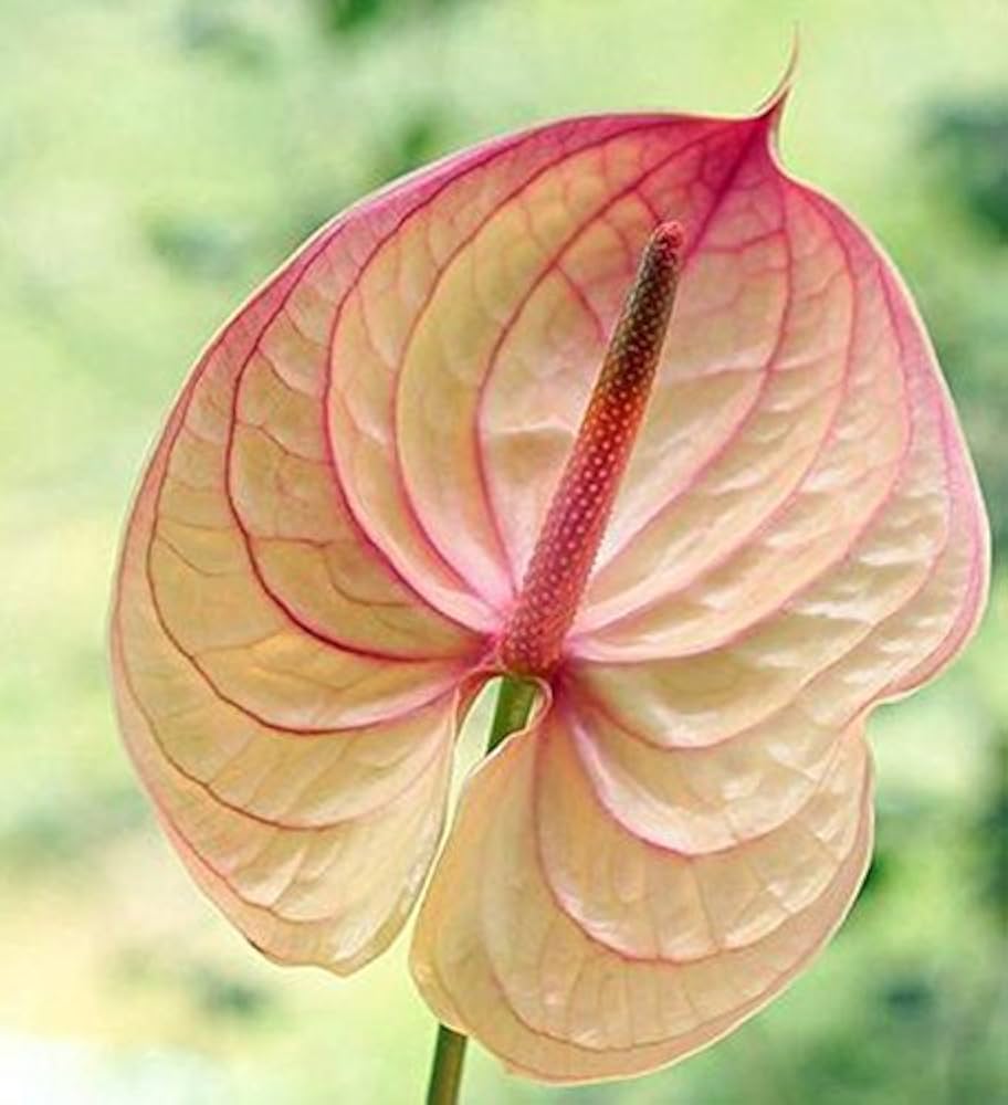anthurium andraeanu flower seeds