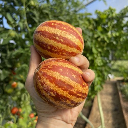 Orange Melon Seeds for Planting – Heirloom Non-GMO High Germination Organic Garden Seeds