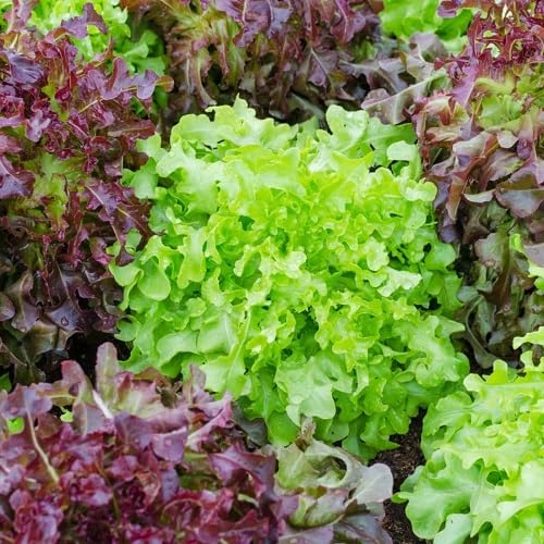 Mixed Lettuce Seeds – Heirloom, Non-GMO, High Germination Organic Garden Seeds Planting