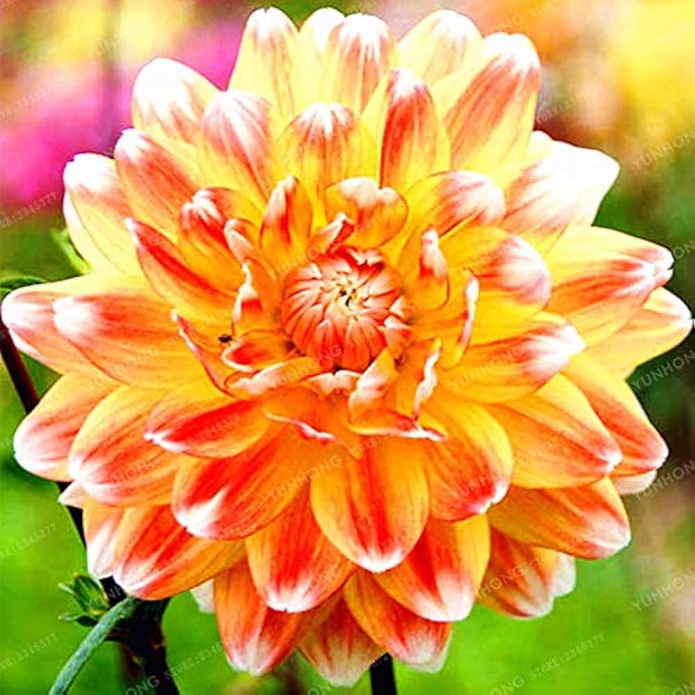 dahlia zheltaya flower seeds