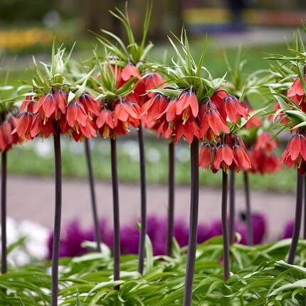 Red Kaiserkrone Flower Seeds – Heirloom Non-GMO High Germination Organic Garden Seeds for Planting