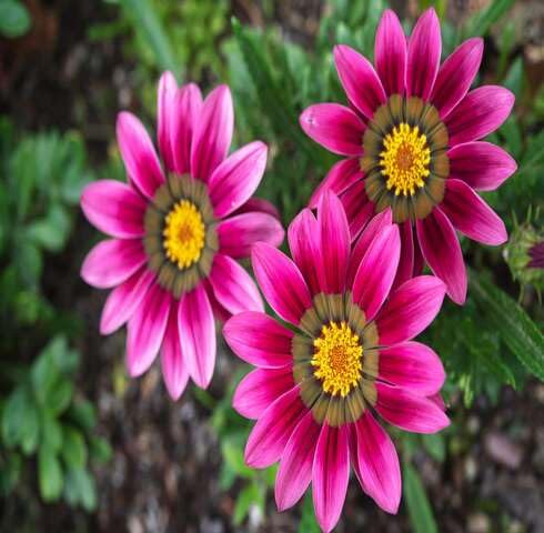 Pink Gazania Flower Seeds – Heirloom, Non-GMO High Germination Seeds for Planting | Organic Garden Seeds