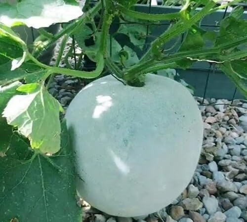 Ash Gourd Green Seeds – Heirloom, Non-GMO, High Germination Organic Garden Seeds Planting