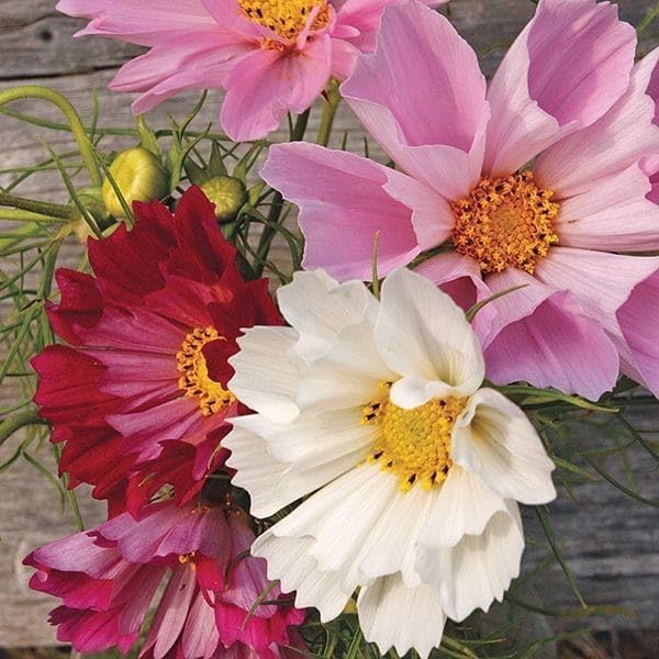 Cosmos Flower Seeds Perennial – Heirloom Non-GMO High Germination Seeds