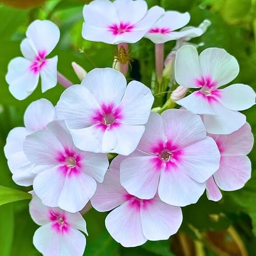White Pink Phlox Flower Seeds for Planting – Heirloom, Non-GMO, High Germination