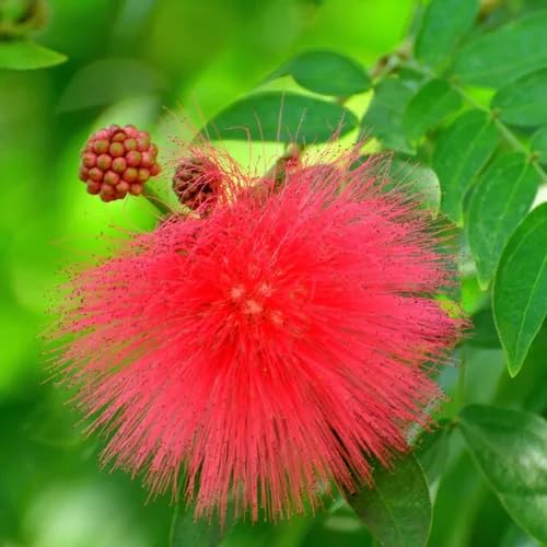 Red Calliandra Flower Seeds Heirloom Non-GMO High Germination Organic Garden Seeds for Planting