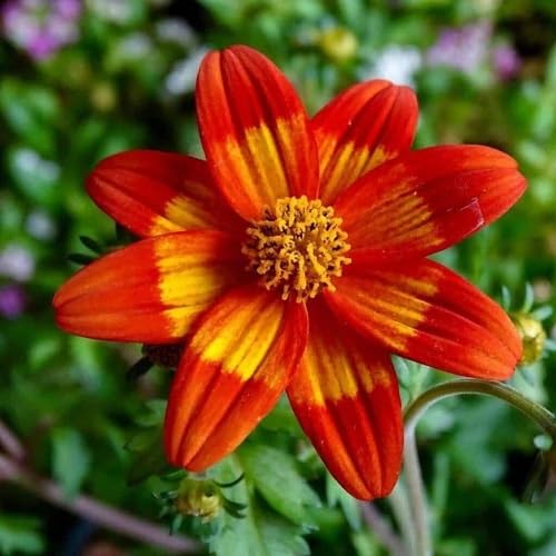 Red Yellow Bidens Flower Seeds for Planting Heirloom Non-GMO High Germination Organic Garden Seeds