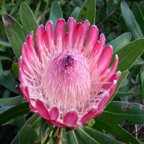 Pink Protea Flower Seeds for Planting – Heirloom Non-GMO High Germination Organic Garden Seeds