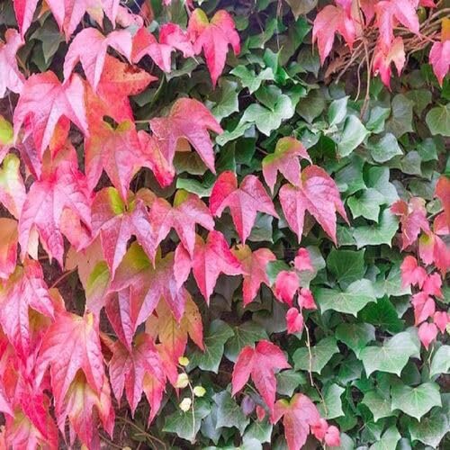 redgreenbostonivyheirloomnongmo flower seeds