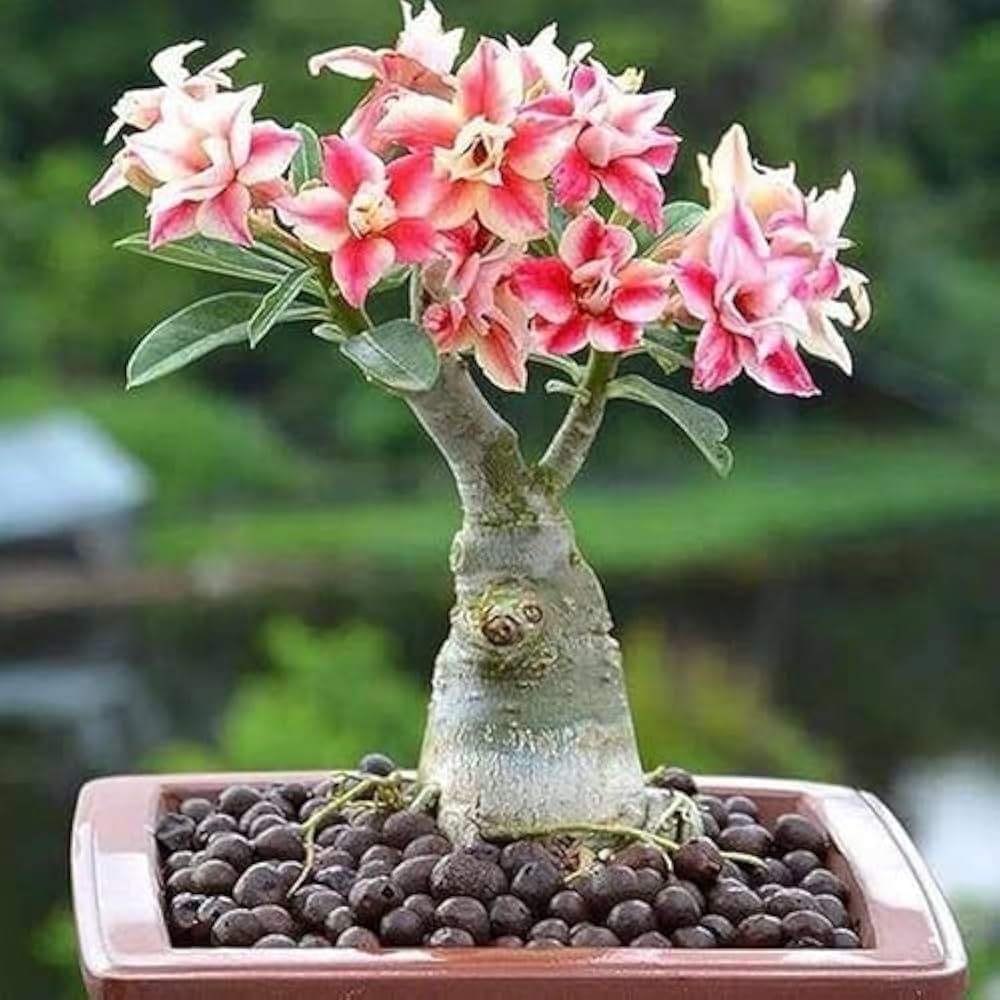 rose bonsai flower seeds