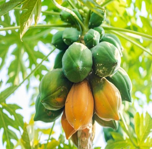 Orange Papaya Seeds – Heirloom, Non-GMO, High Germination Organic Garden Seeds