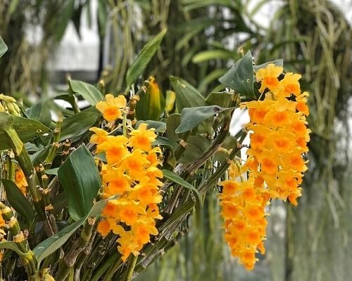 Yellow Verbascum Densiflorum Flowers Seeds – Heirloom Non-GMO Organic Garden Seeds