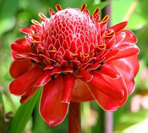 Red Etlingera Elatior Flower Seeds for Planting – Heirloom, Non-GMO, High Germination Organic Garden Seeds