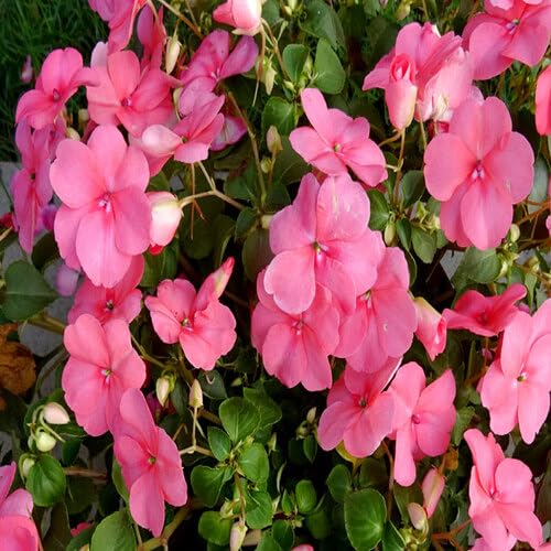 Rosa Impatiens Walleriana Blumensamen – Alte Sorte, gentechnikfrei, keimstark, Bio-Gartensamen zum Pflanzen