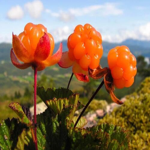 Orange Cloudberry Seeds – Heirloom, Non-GMO, High Germination Organic Garden Seeds
