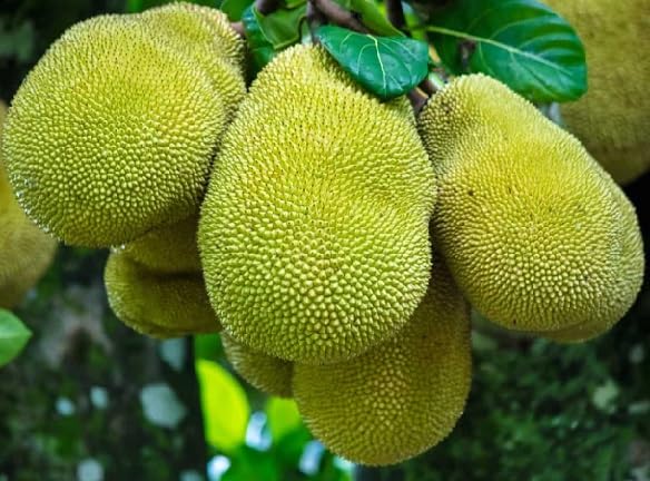 Green Jackfruit Seeds – Heirloom, Non-GMO, High Germination Organic Garden Seeds