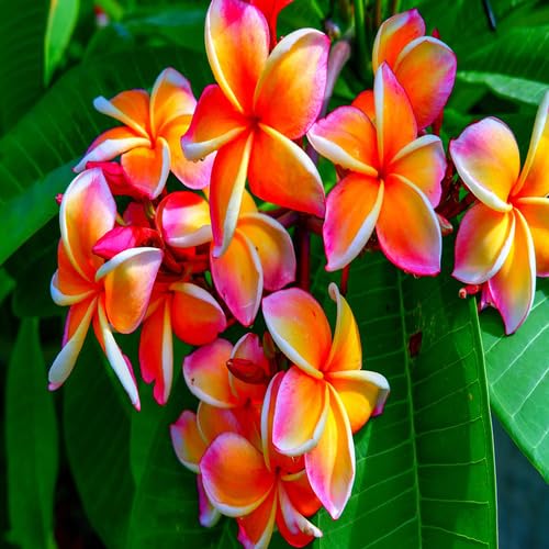 Mixed Color Plumeria Flower Seeds – Heirloom, Non-GMO, High Germination Organic Garden Seeds for Planting