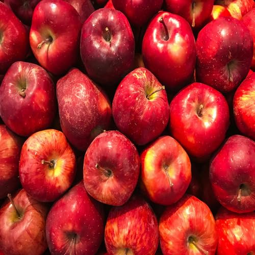 Apple Seeds – Heirloom, Non-GMO, High Germination Organic Garden Seeds