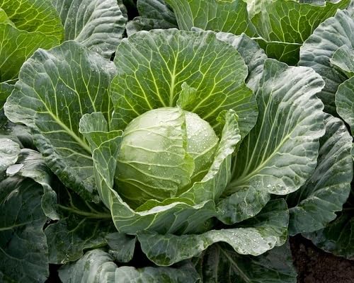 Cabbage Green Seeds – Heirloom, Non-GMO, High Germination Organic Garden Seeds Planting