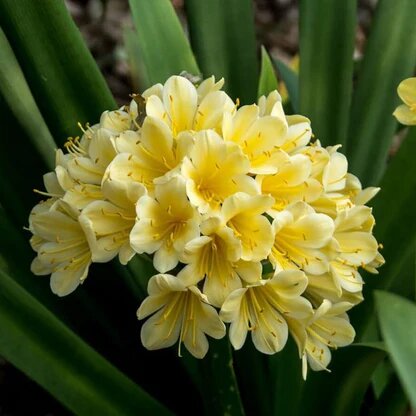 Clivia Flower Seeds Yellow – Heirloom, Non-GMO, High Germination Organic Garden Seeds