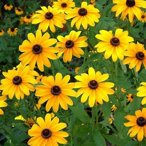 Yellow Terracotta Sunflower Flower Seeds Heirloom Non-GMO High Germination Organic Garden Seeds