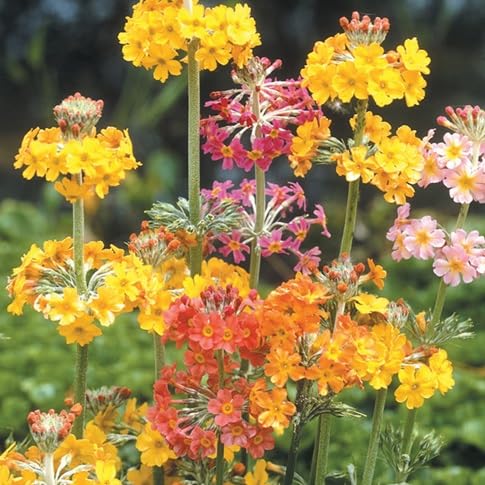 Primula Candelabra Flower Seeds for Planting – Heirloom Non-GMO High Germination Organic Garden Seeds