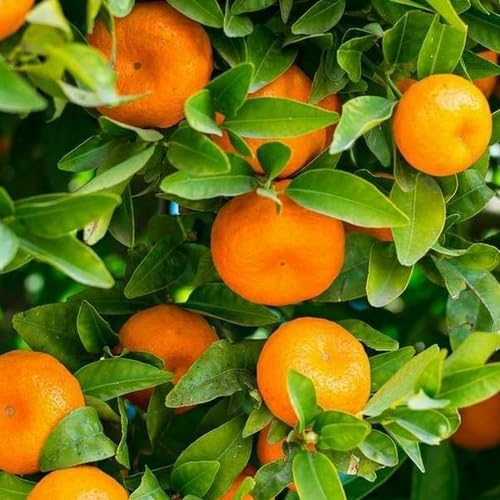 Orange Mandarin Seeds – Heirloom Non-GMO High Germination Organic Garden Seeds